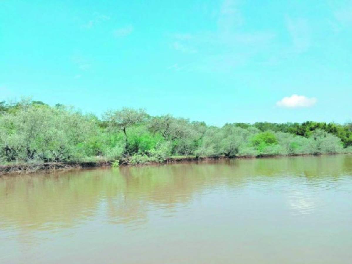 Pandilleros han destruido manglares para crear refugios