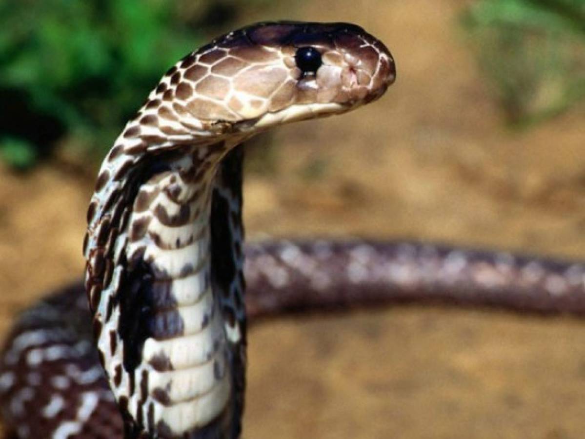 Vídeo: Una cobra venenosa toma agua de las manos de un hombre en la India