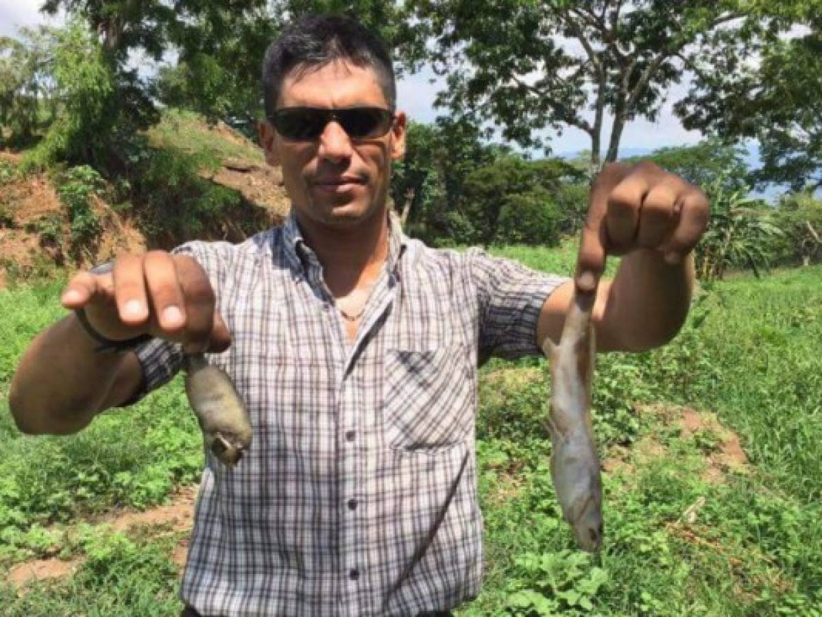 Honduras: Cae la legendaria 'lluvia de peces' en Yoro