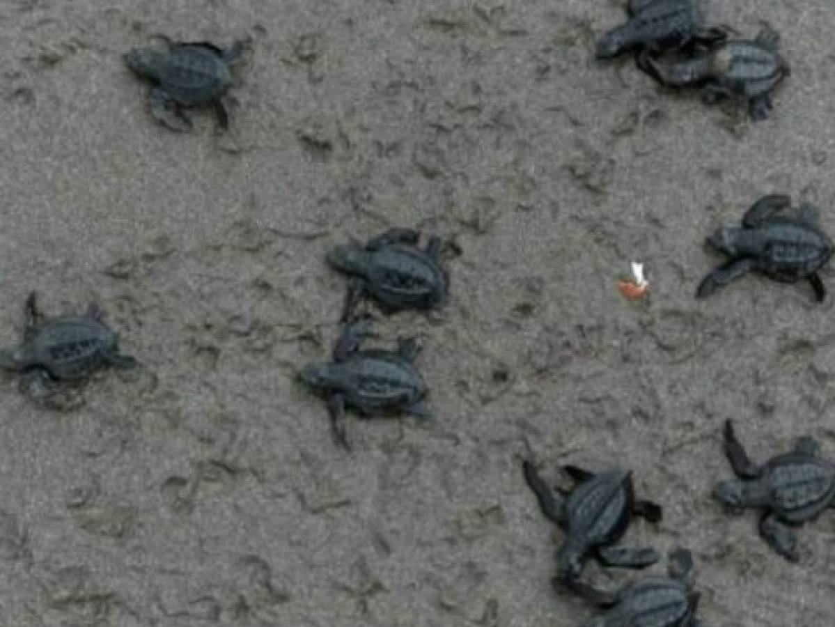 El Salvador registra nuevas muertes de tortugas marinas en sus costas