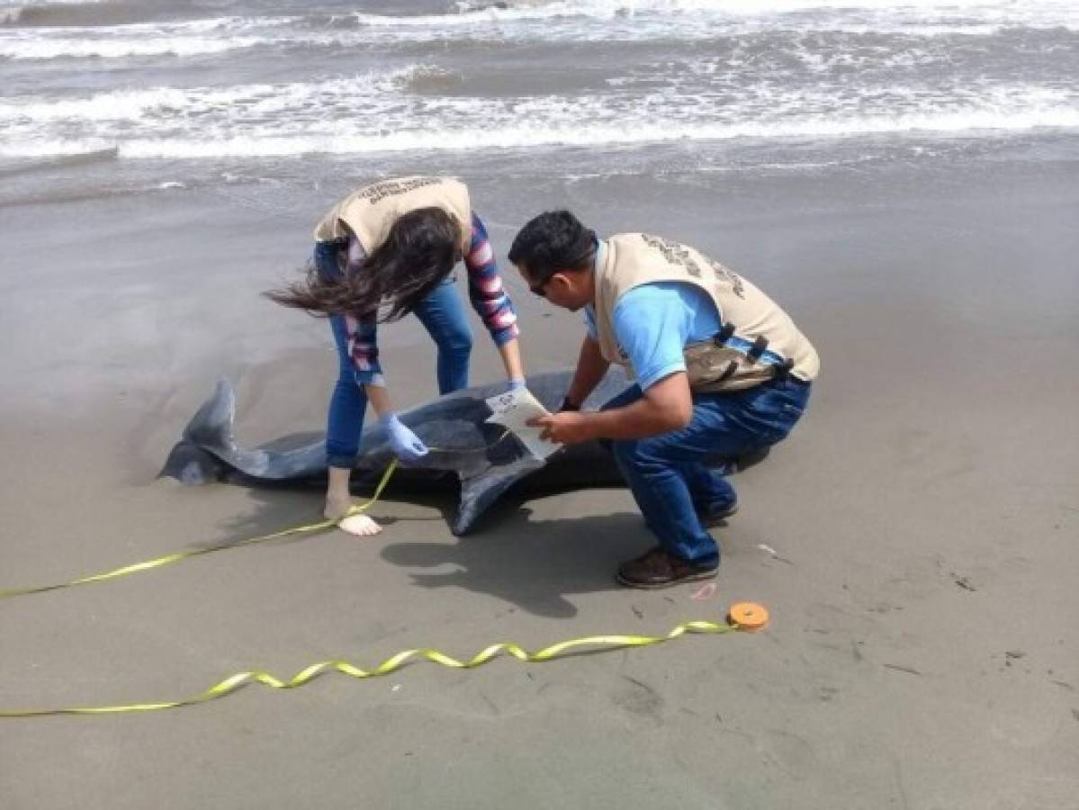 Encuentran muerto a un delfín en playa de Puerto Cortés