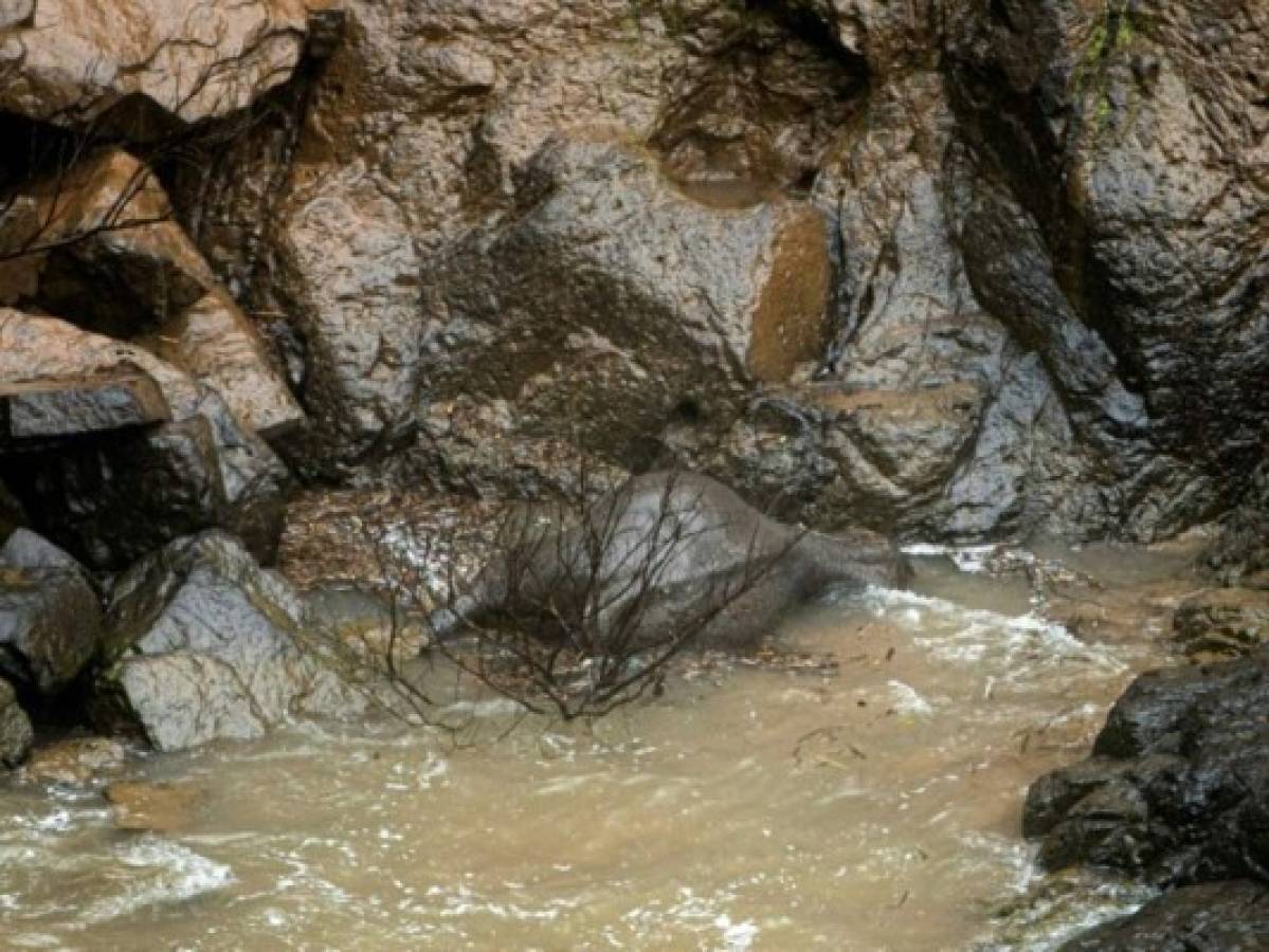Hallan 11 cadáveres de elefantes tras caer por una cascada en Tailandia