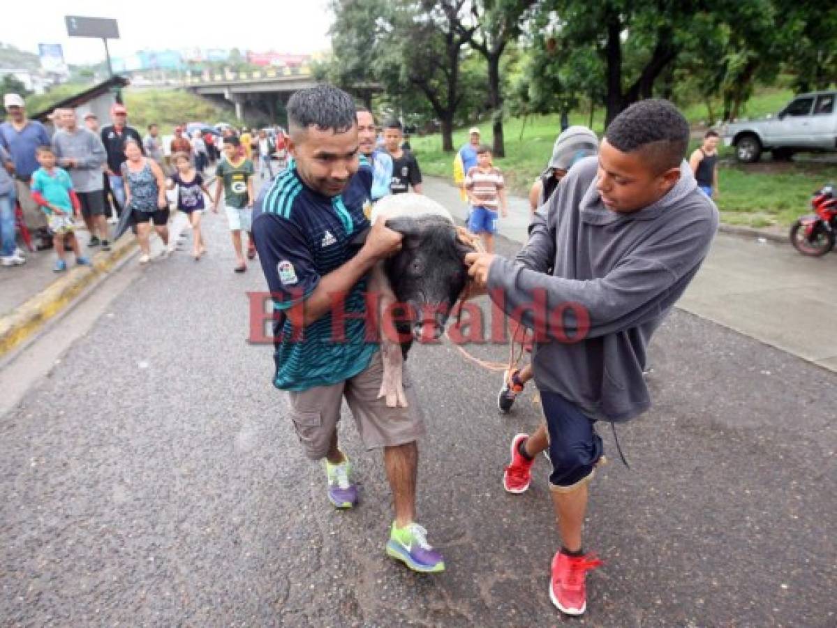 Hondureños rescatan a sus animales de la fuerte corriente del río Choluteca