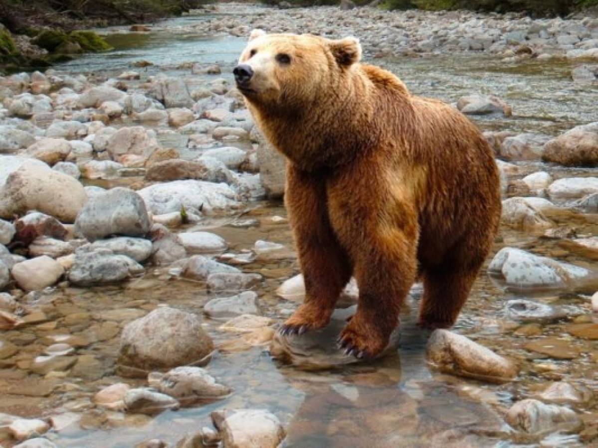 Rusia: Hombre sobrevive luego de estar atrapado durante un mes en la guarida de un oso