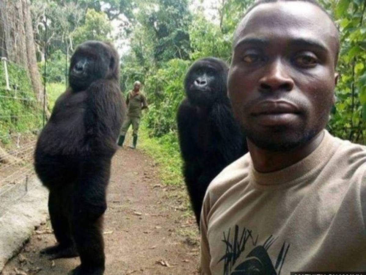 Gorilas se viralizan tras posar de pie para una selfie en el Congo