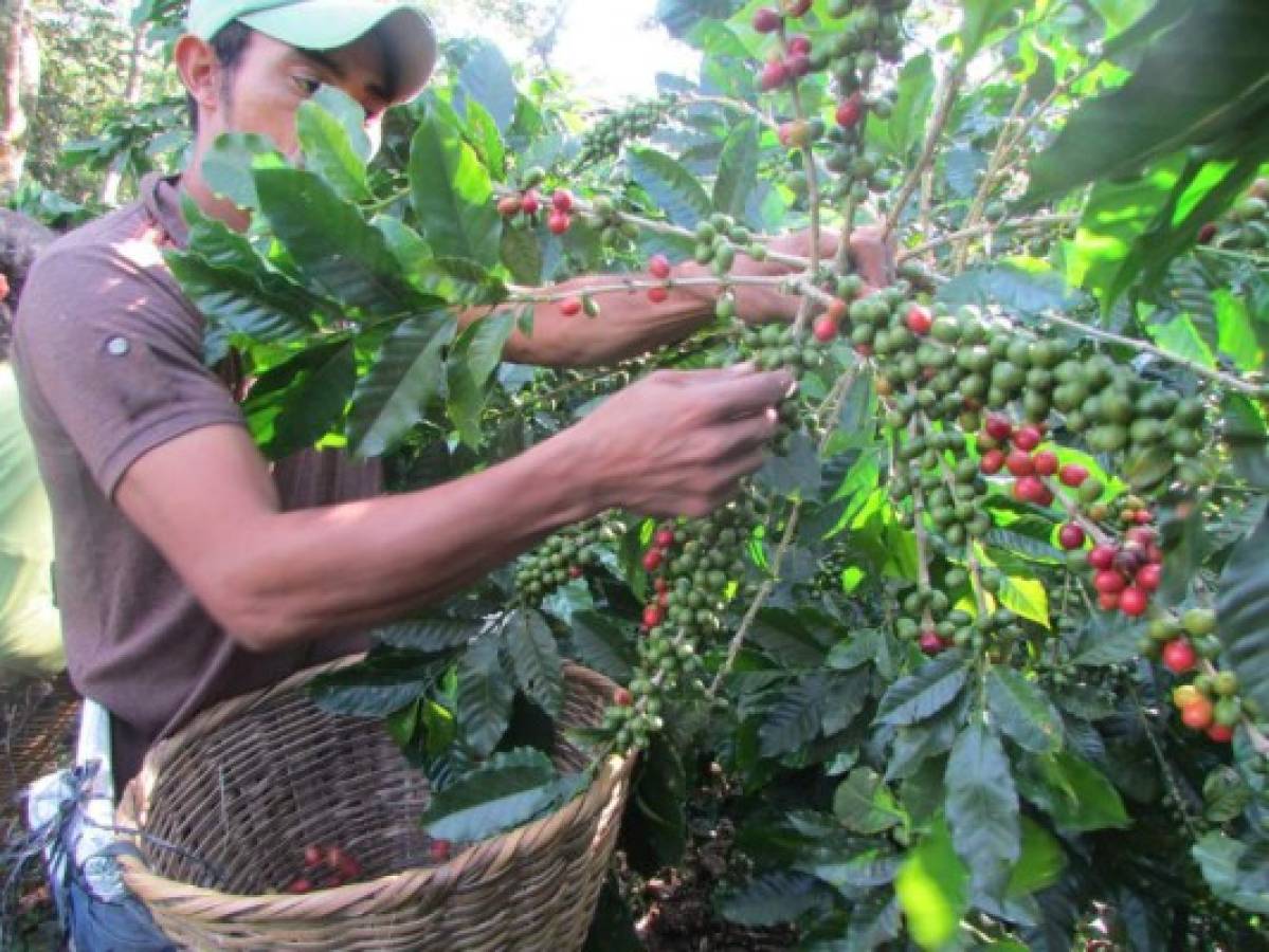 Cambio climático amenaza áreas de cultivo de café en Latinoamérica