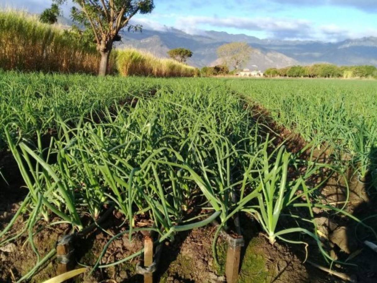 Los productores de cebolla auguran una buena cosecha