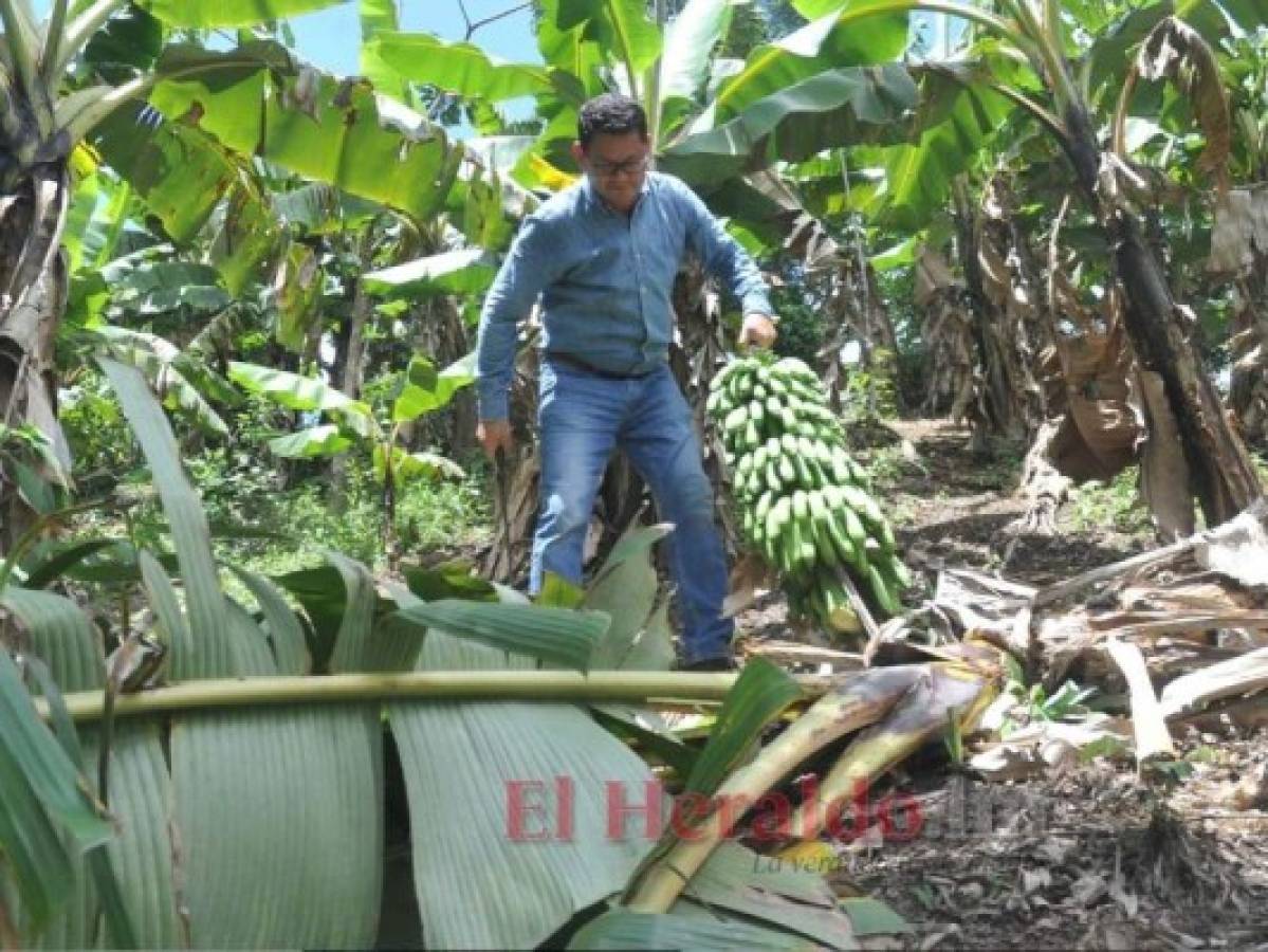 La casa ubicada en la finca El Granadillo está rodeada de plantas y árboles frutales. Hay un área donde las personas que cuidan el lugar siembran los alimentos que comerán en todo el año. Foto: Marvin Salgado/ EL HERALDO.