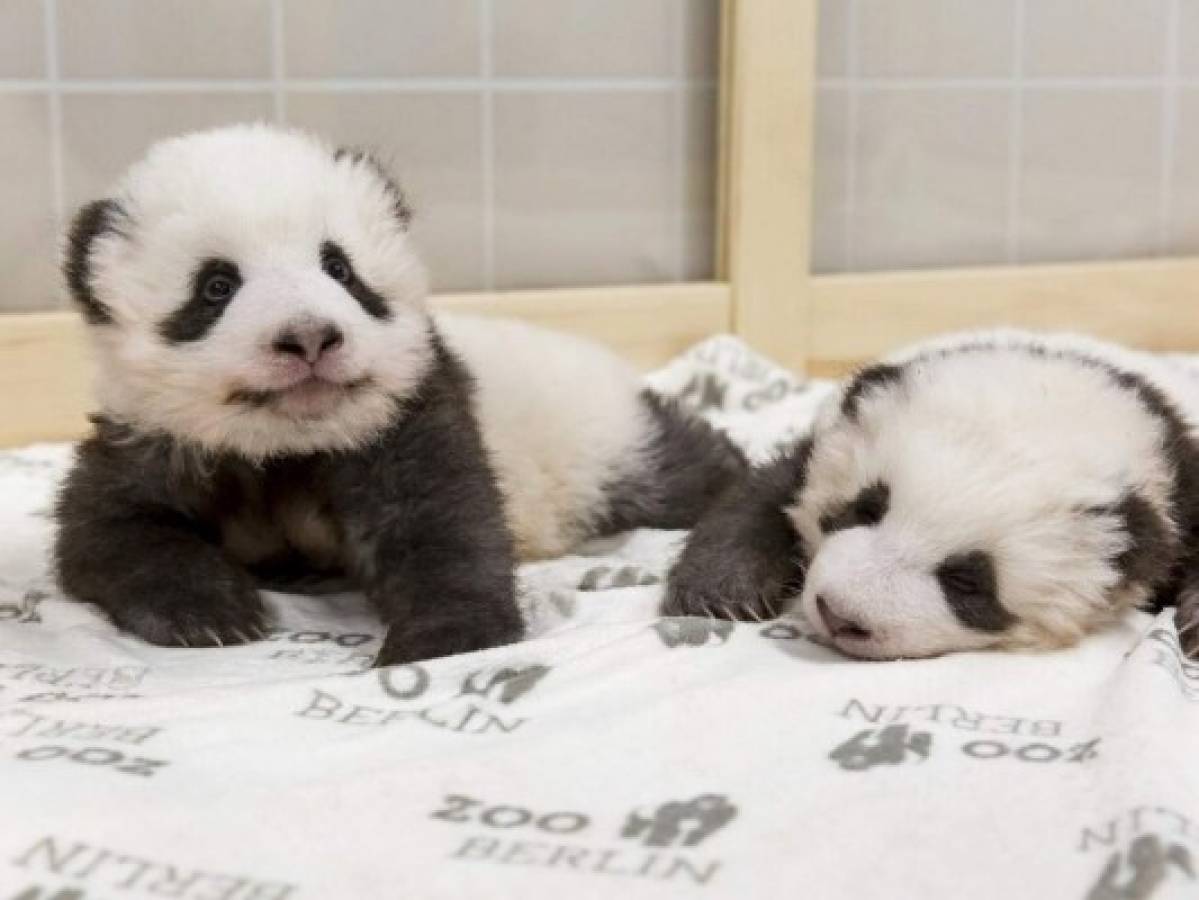 This image provided on Friday, Nov. 22, 2019 by the Zoo Berlin shows two Panda cubs in Berlin, Germany. China's permanent loan Pandas Meng Meng and Jiao Qing are the parents of the two cubs that were born on Aug. 31, 2019 at the Zoo in Berlin. (2019 Zoo Berlin via AP)