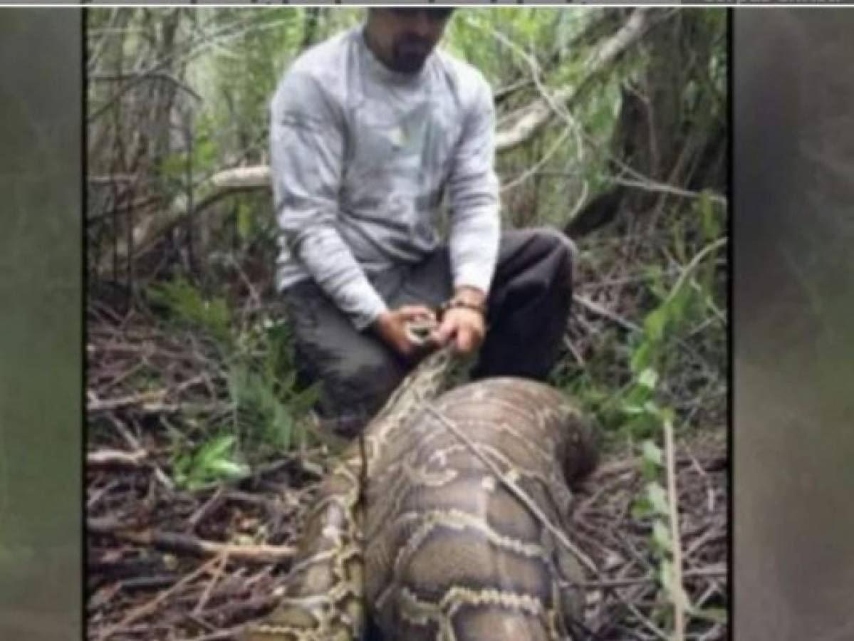 Florida: hallan pitón birmana con venado adentro