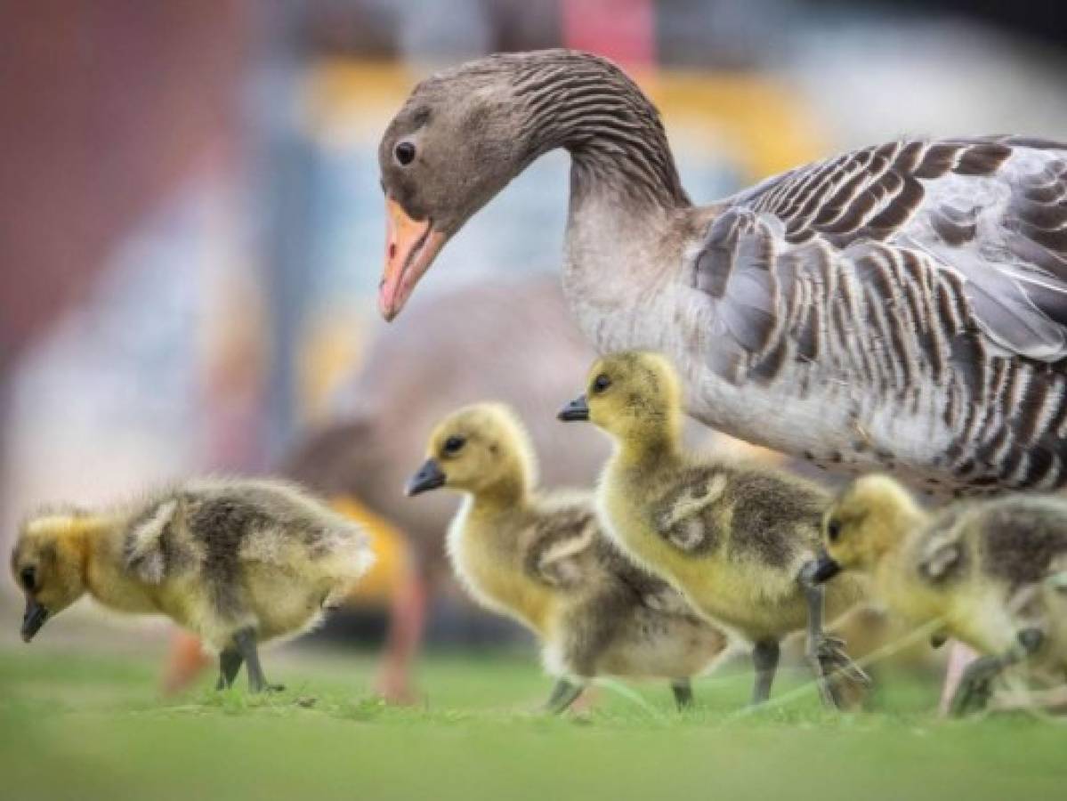 Taxista intenta ayudar a un pato a cruzar la calle y recibe una paliza del animal