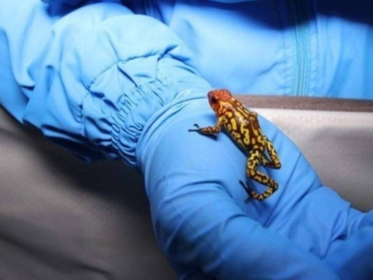 Capturan a hombre que planeaba robar 424 ranas venenosas de Colombia