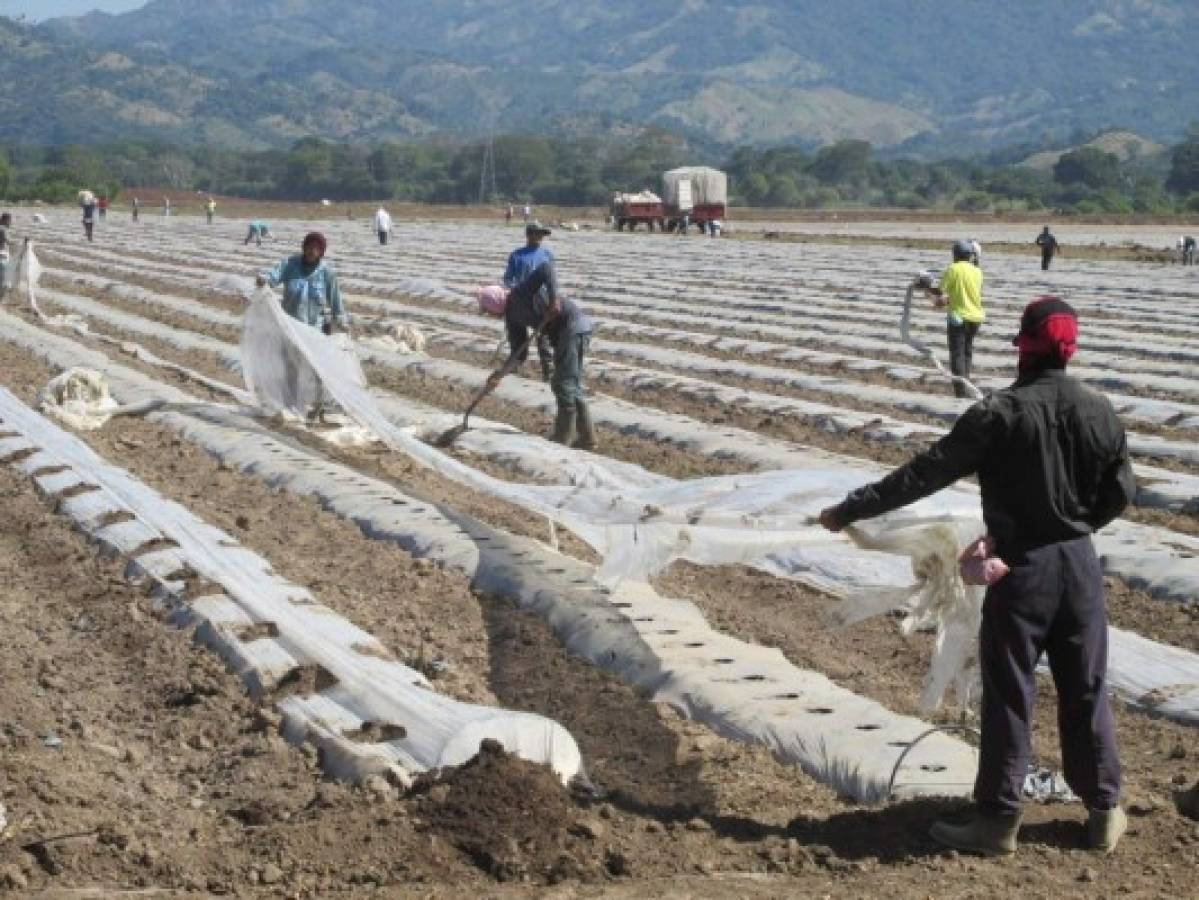 Agroindustria del sur espera repunte del 20% este año