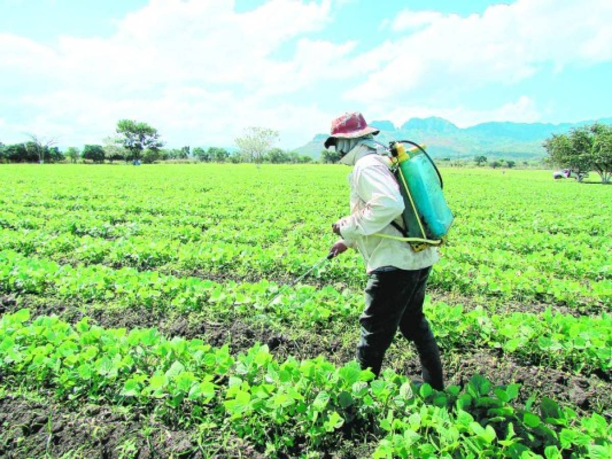 Honduras: Banadesa camino al colapso por condonaciones y mora