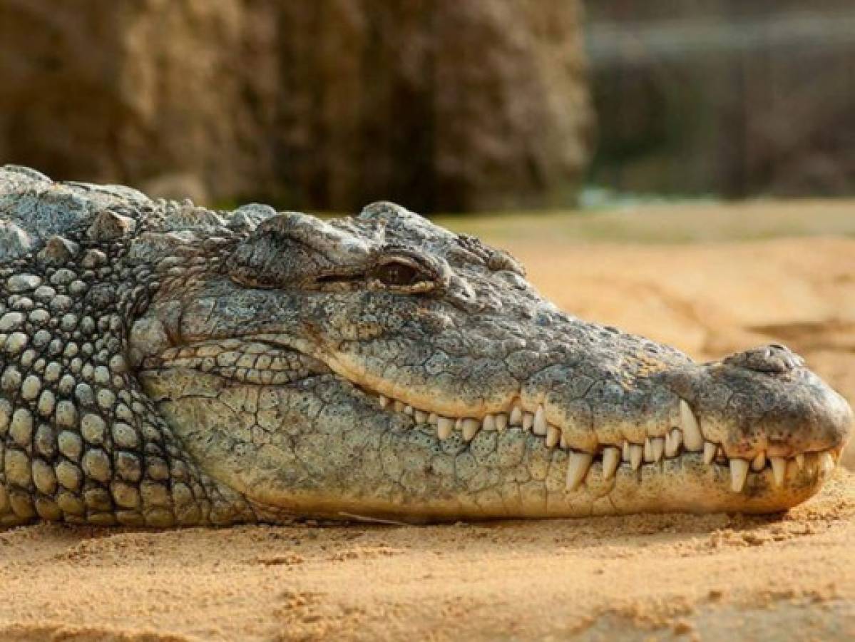 Mujer es devorada junto a su hijo por un cocodrilo gigante