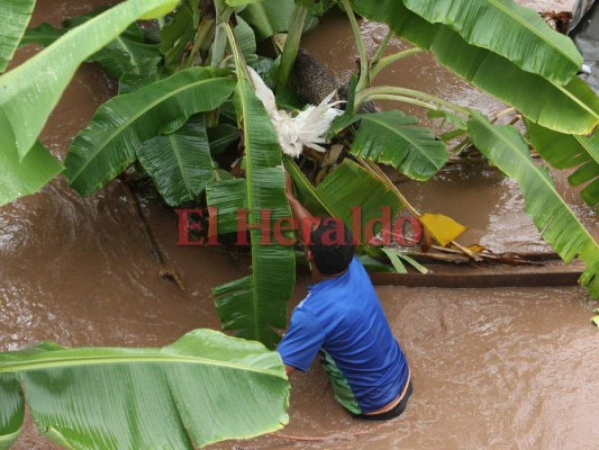 Hondureños rescatan a sus animales de la fuerte corriente del río Choluteca