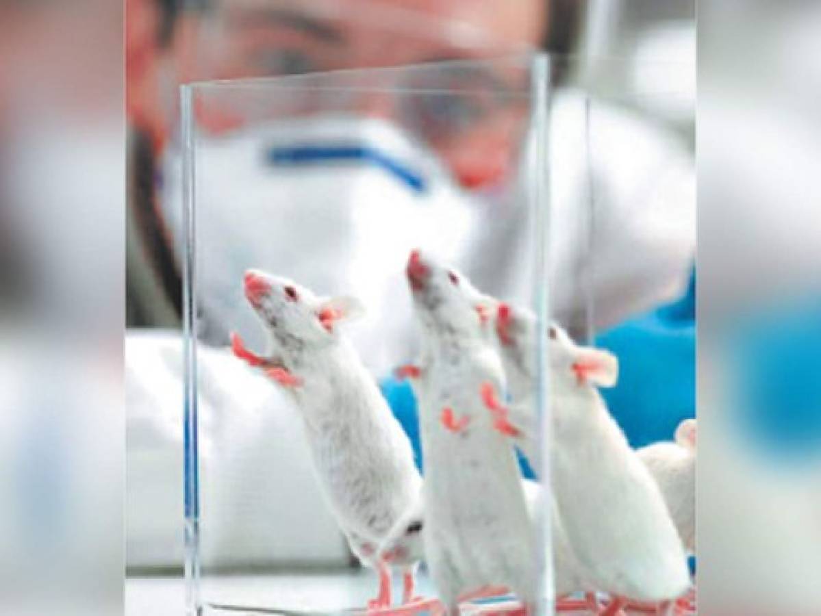 Vacuna contra el zika podría estar en ratones