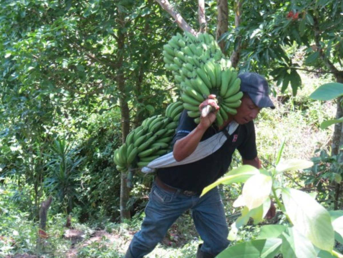 Producción de banano sostiene la economía en San Pedro de Tutule