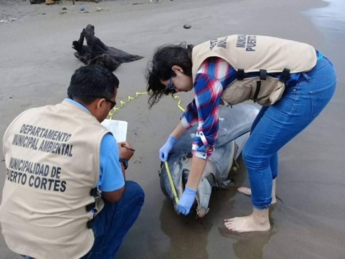 Encuentran muerto a un delfín en playa de Puerto Cortés