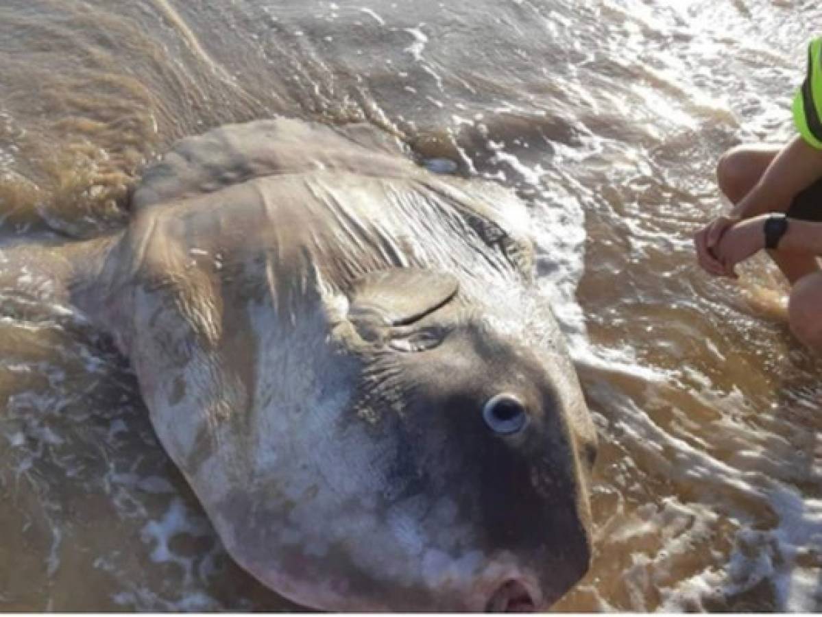 Encuentran un pez raro varado en una playa de Australia