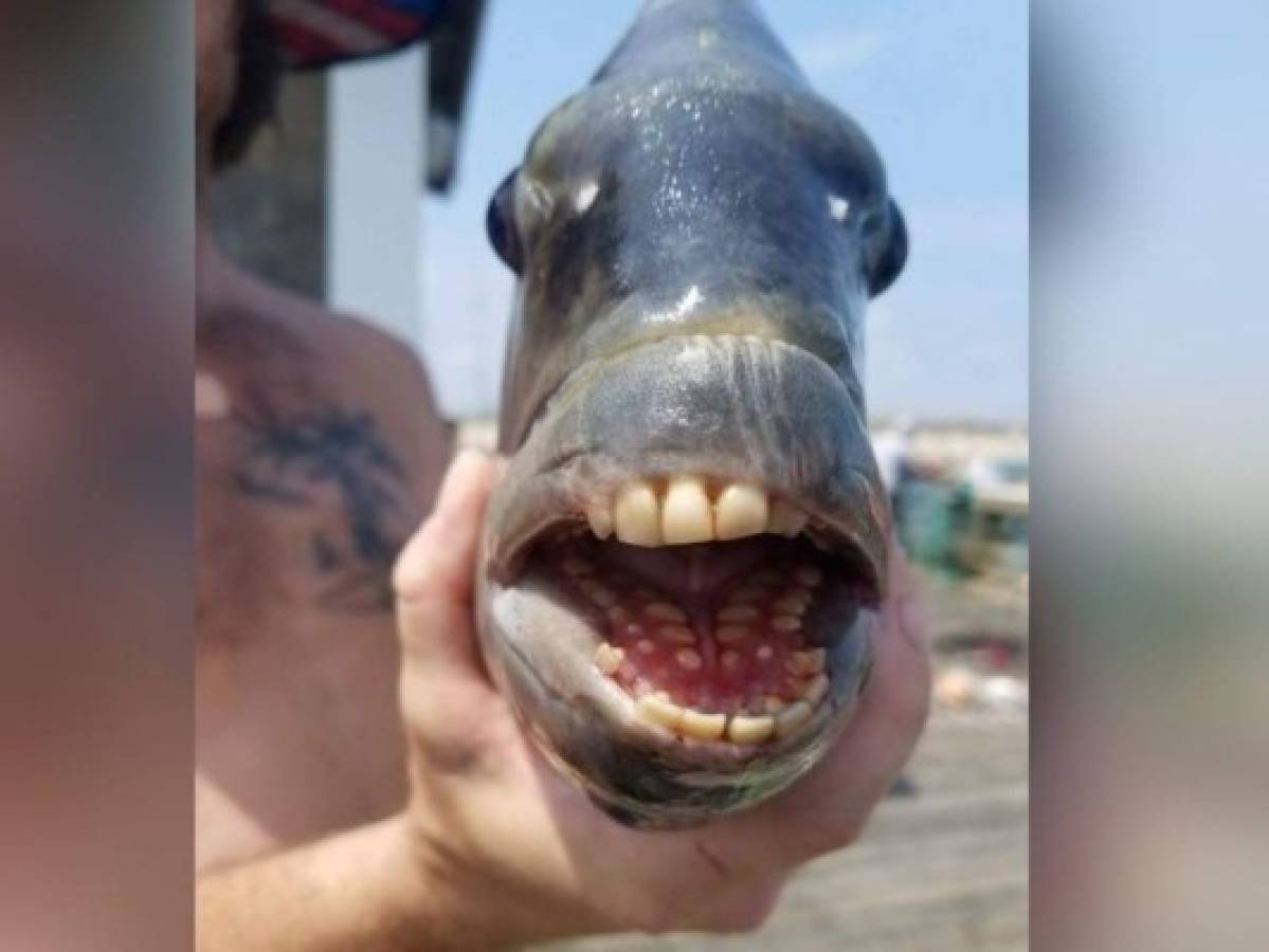 Hallan raro pez con dientes similares a los humanos en California