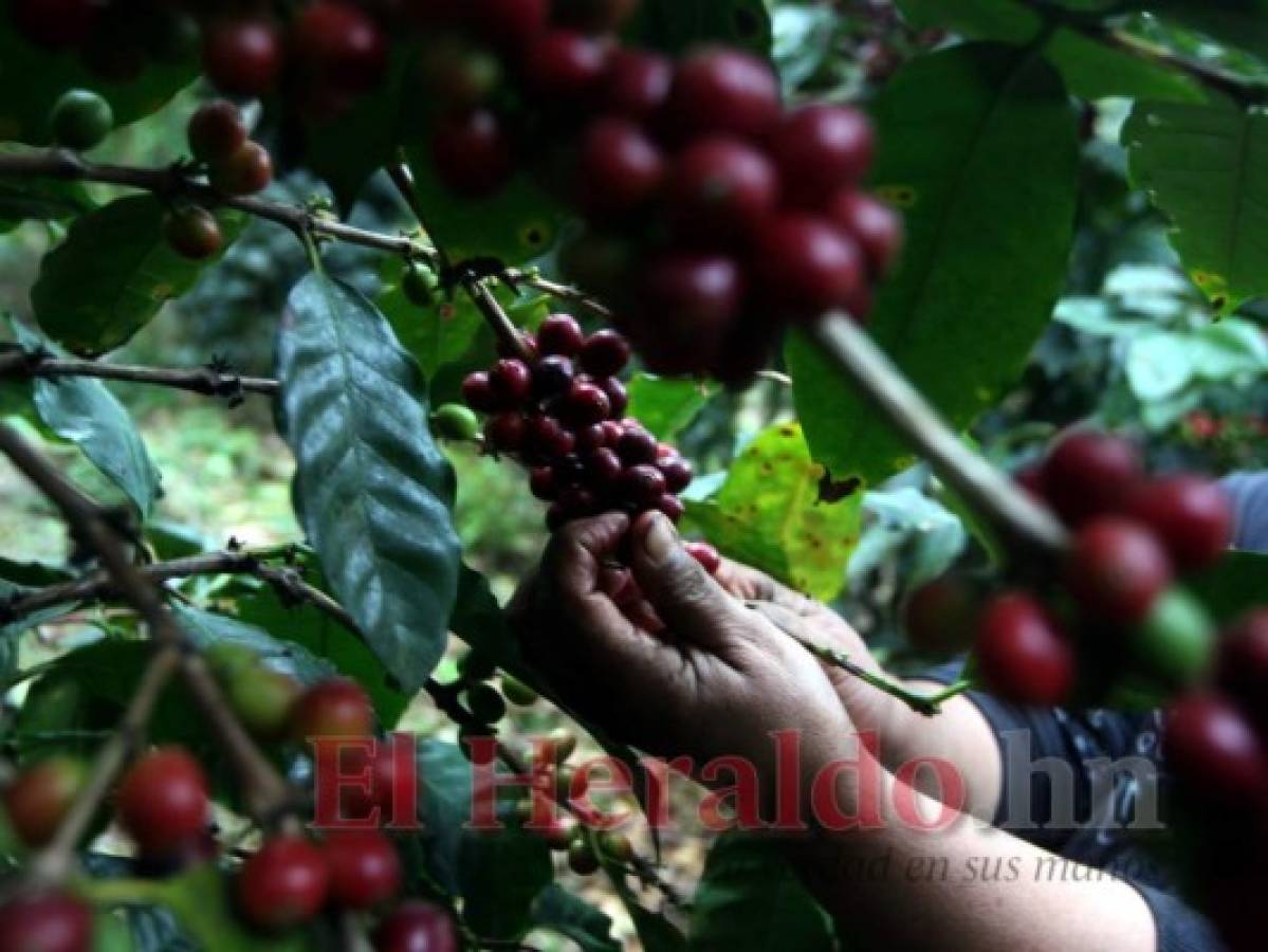 En crisis inician la nueva cosecha los productores de café en Honduras