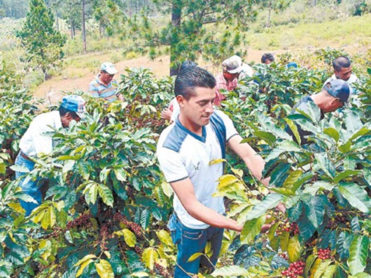 Corte de café generó 400 mil empleos en el valle de Comayagua