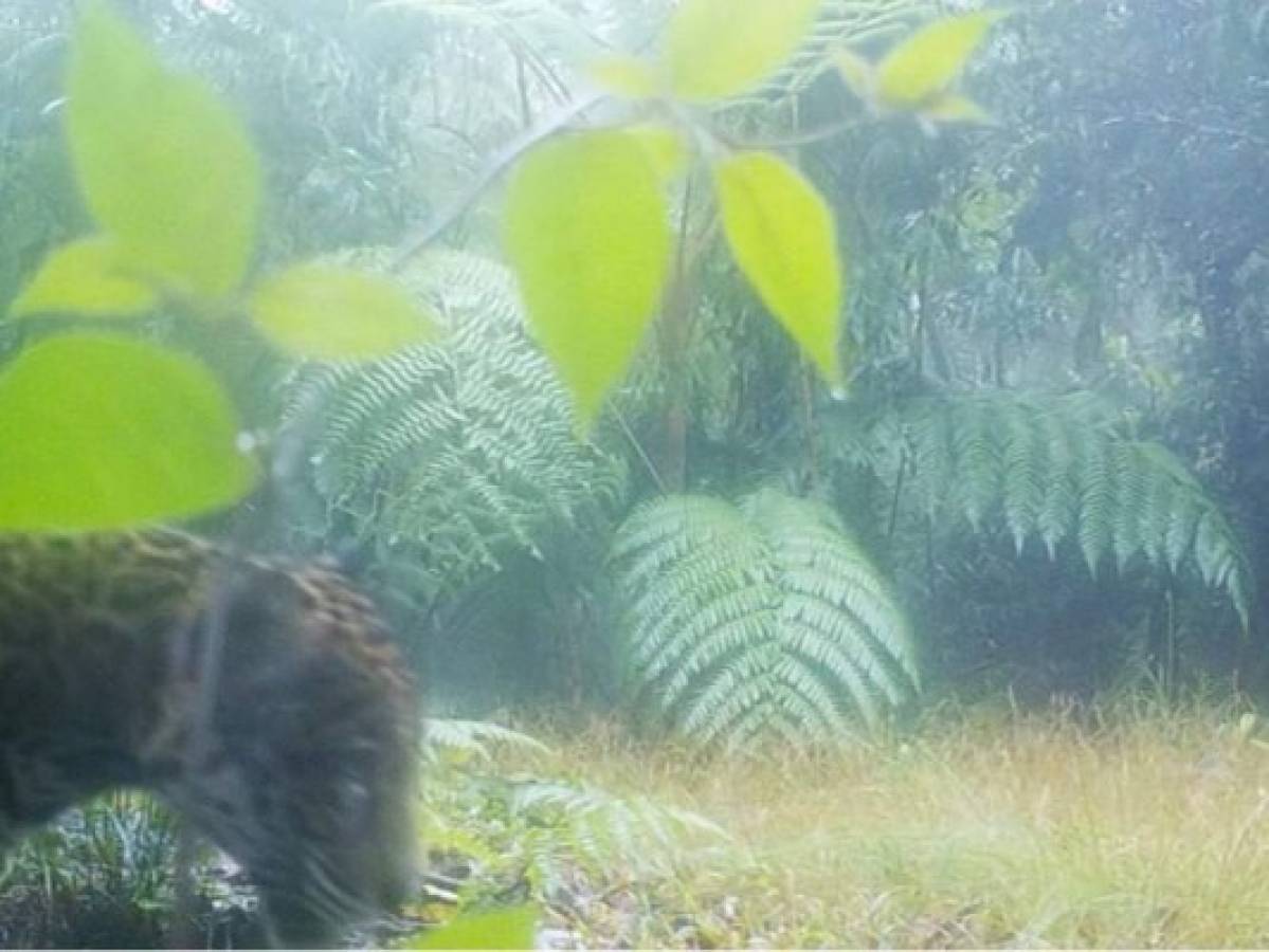 Honduras: Captan un jaguar Panthera onca en las montañas de Yoro