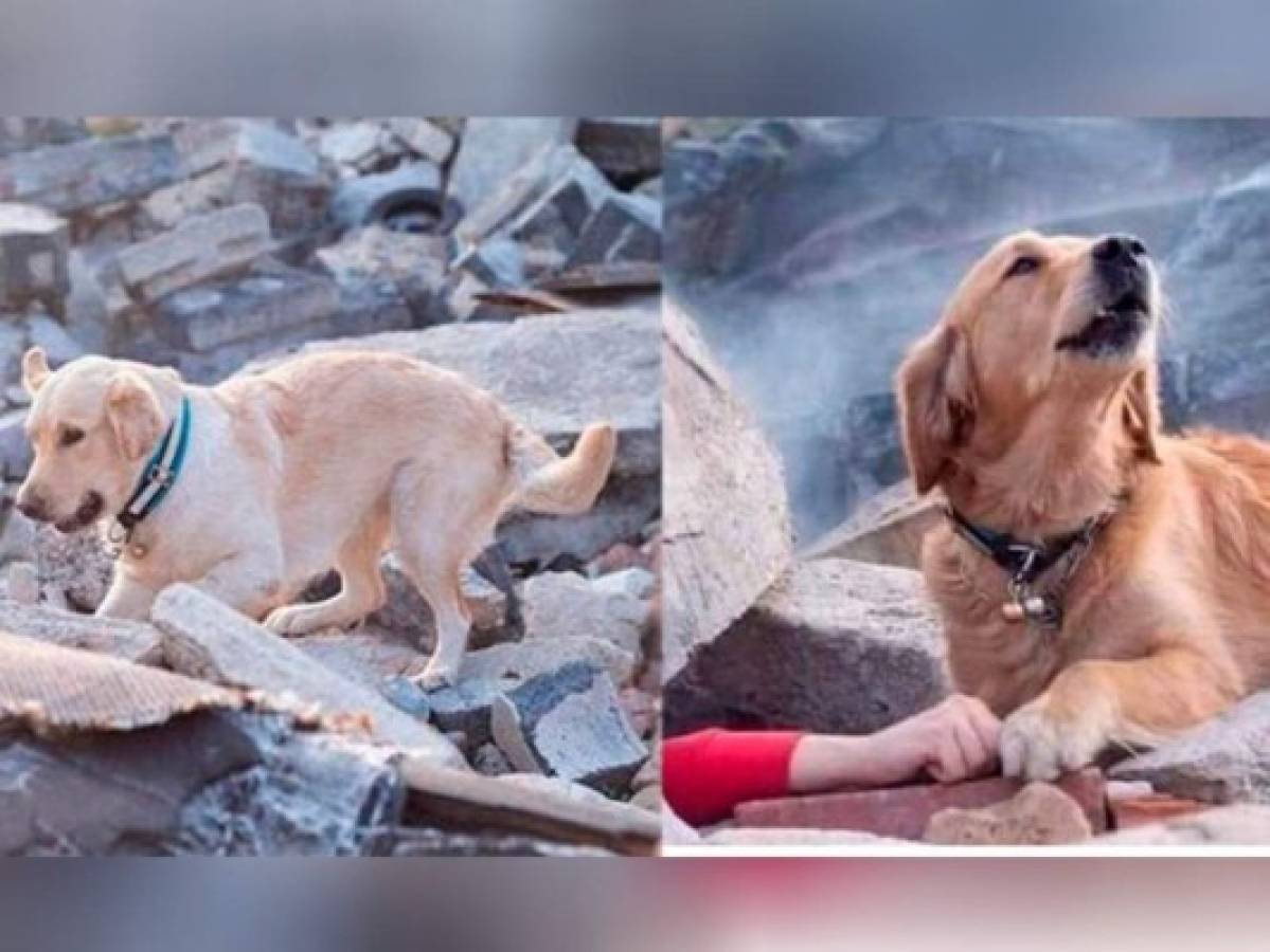 ¿Foto de perro junto a una víctima soterrada fue captada en Turquía?