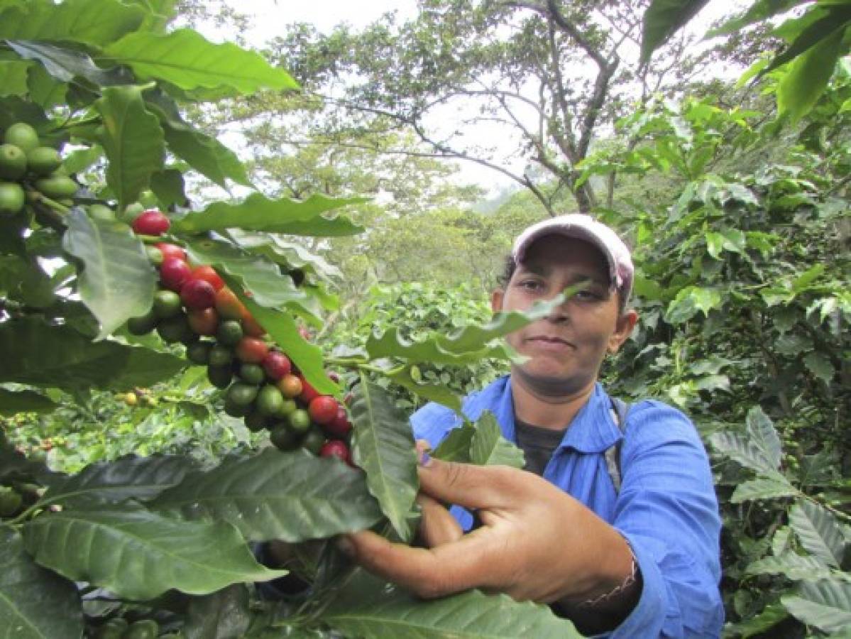 En $207 millones cae la exportación de café hondureño