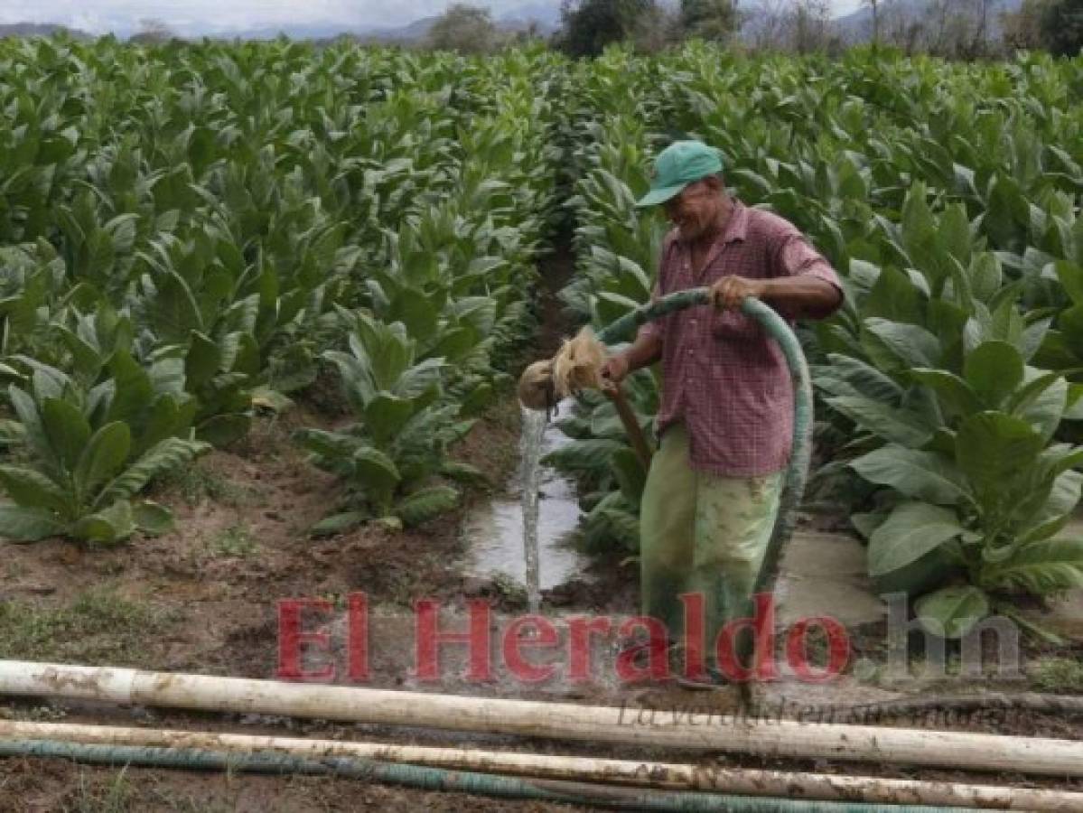 En tiempo de verano solo los que tienen agua pueden cultivar en el Valle de Jamastrán. Foto: Estalin Irías/El Heraldo