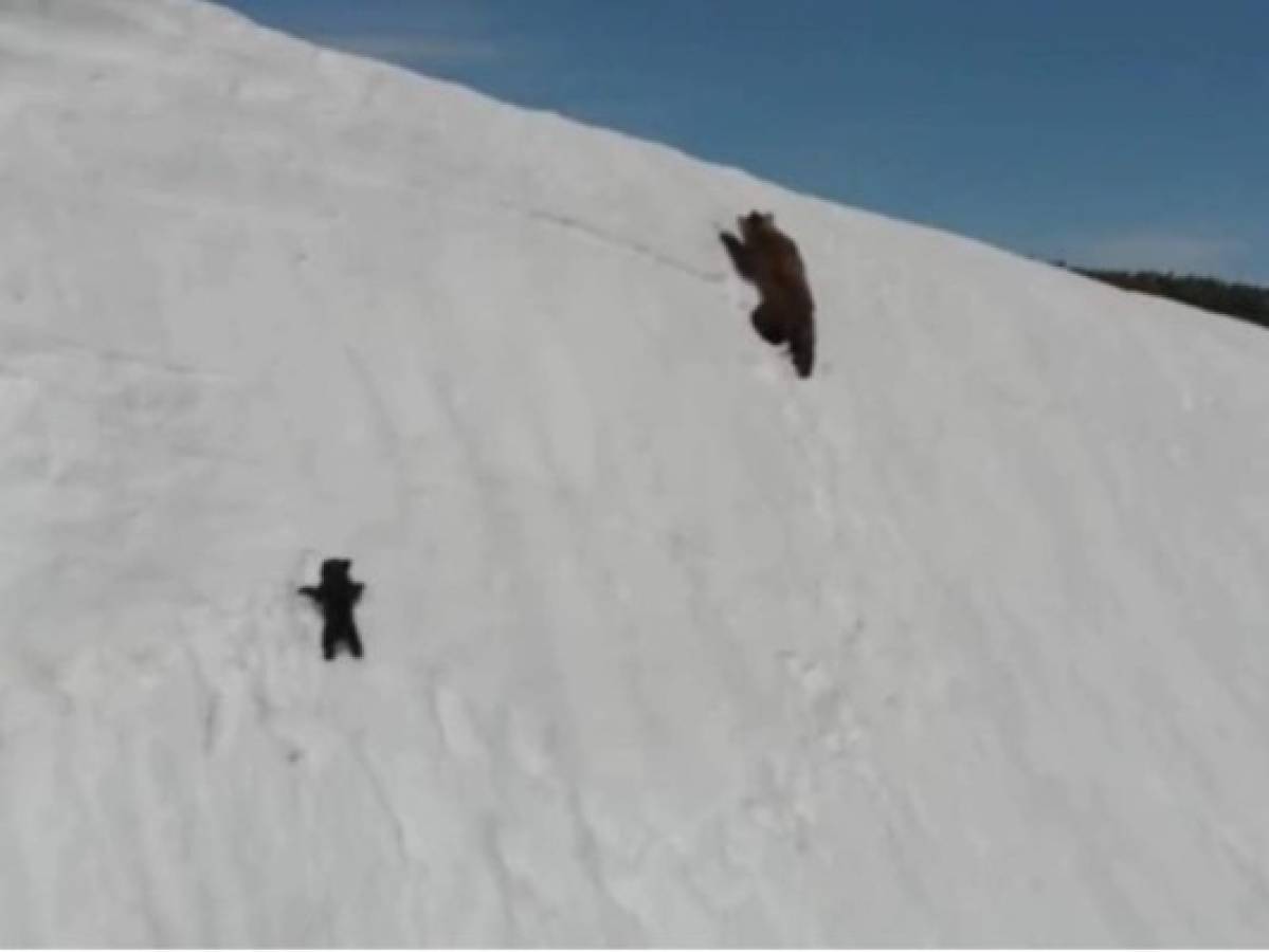 Bebé oso lucha por no caer al precipicio y el vídeo se vuelve viral