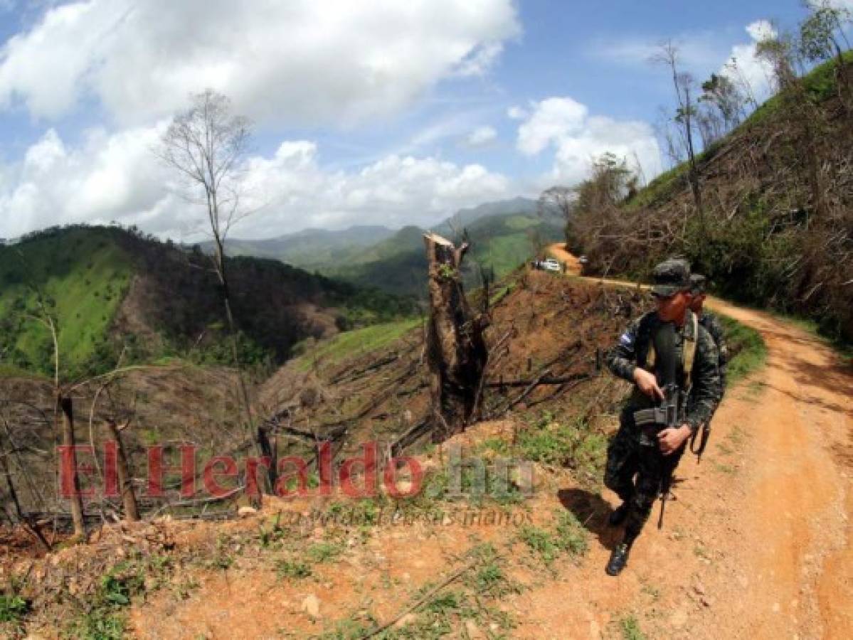 Fiscalía investiga carretera ilegal en Biosfera del Río Plátano