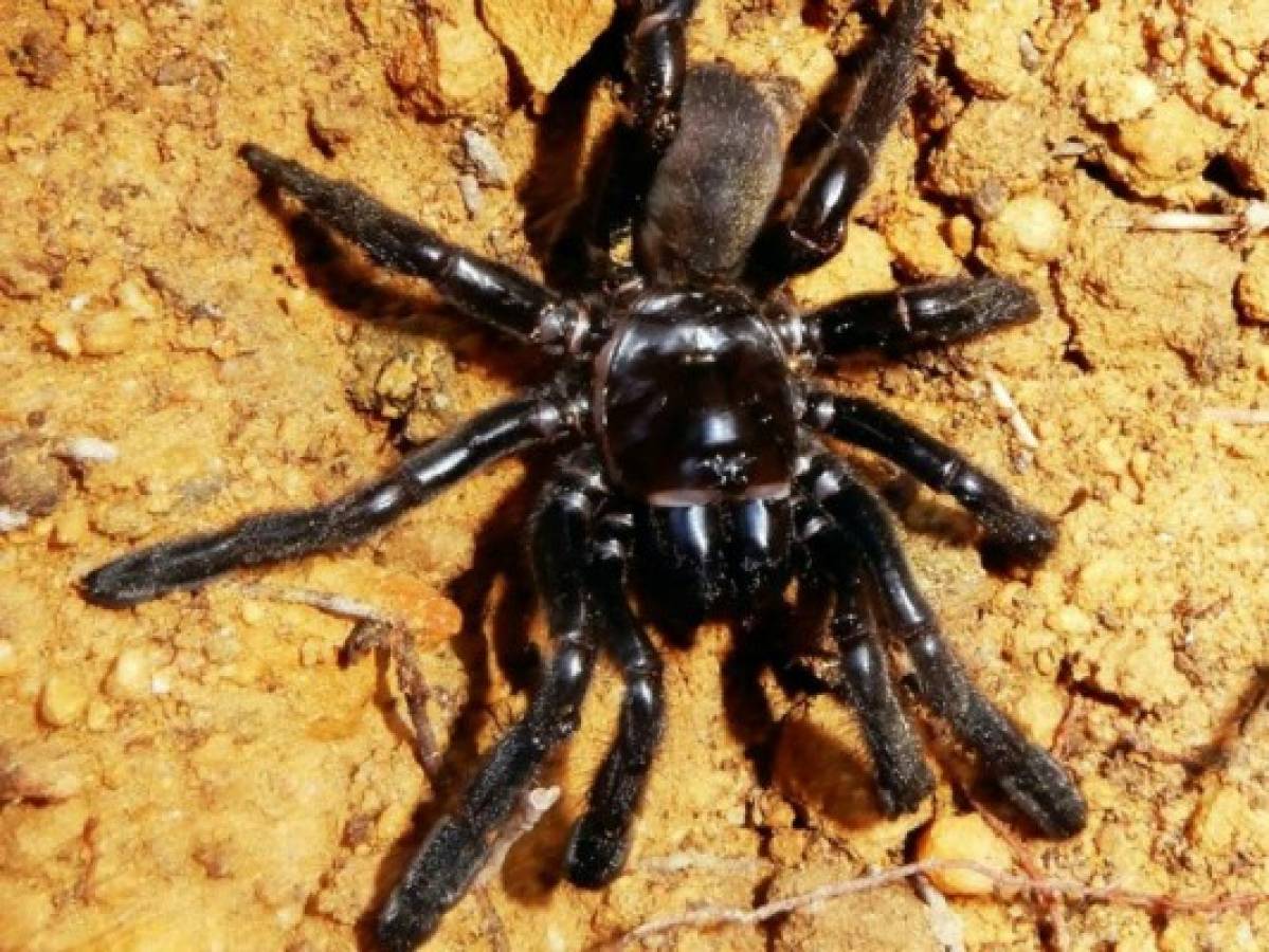 Muere la araña más vieja del mundo a los 43 años