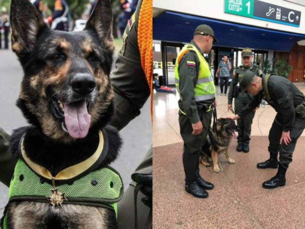 Narco colombiano ofrece 70 mil dólares por cabeza de una perra policía