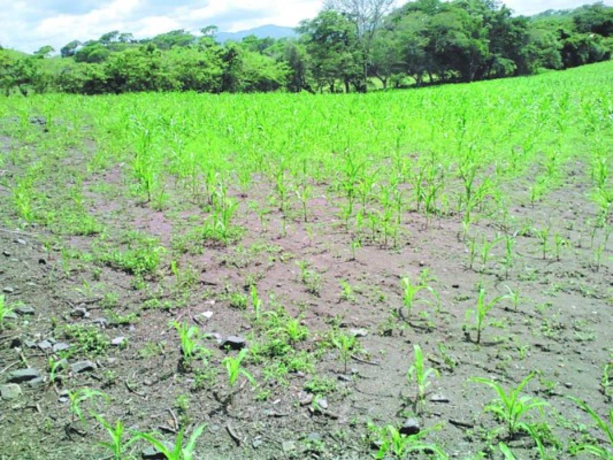 Pierden 800 manzanas de cultivos en Olancho   