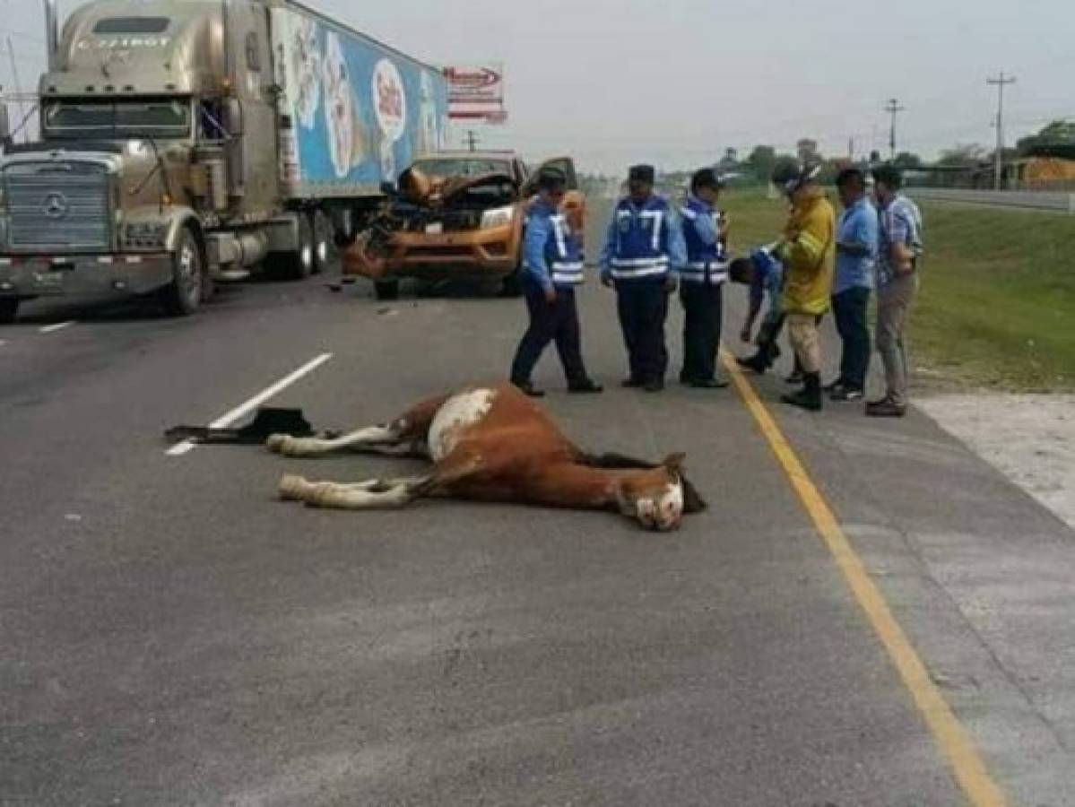 Mujer se salva de morir tras impactar vehículo con un caballo en Comayagua
