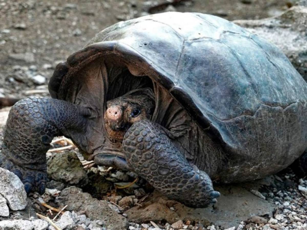 Hallan tortuga cuya especie se creía extinta en Galápagos