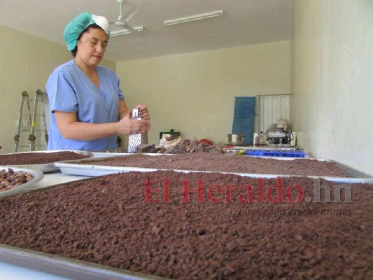 Cultivo de cacao atrae a caficultores de El Paraíso