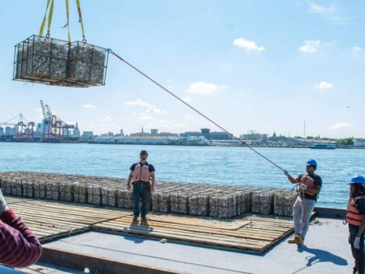 El proyecto espera haber colocado mil millones de ostras en el puerto para 2035.