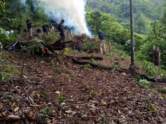 Desmantelan narcolaboratorio e incineran plantación ilegal de coca en Colón