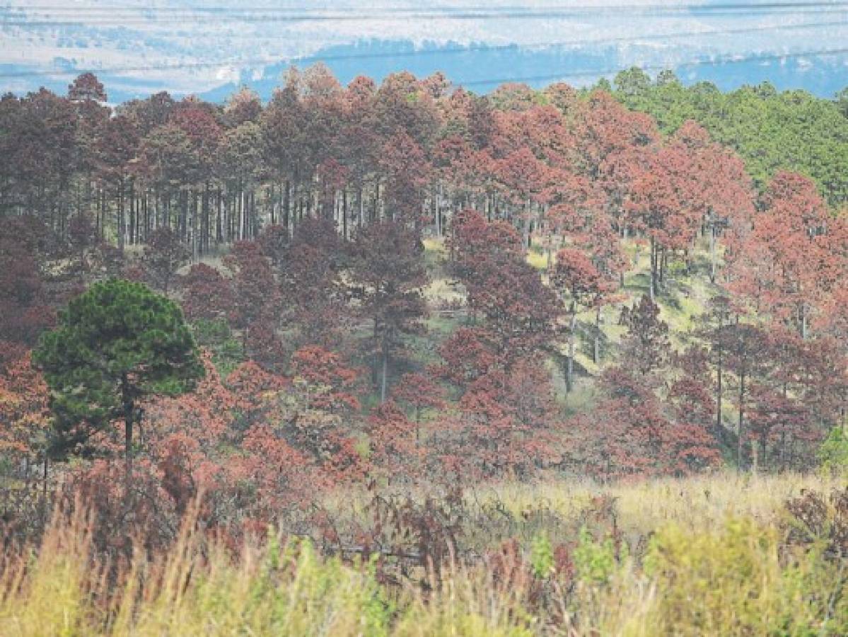 Ejecutivo ordena proteger de emergencia 63,311 hectáreas de pino