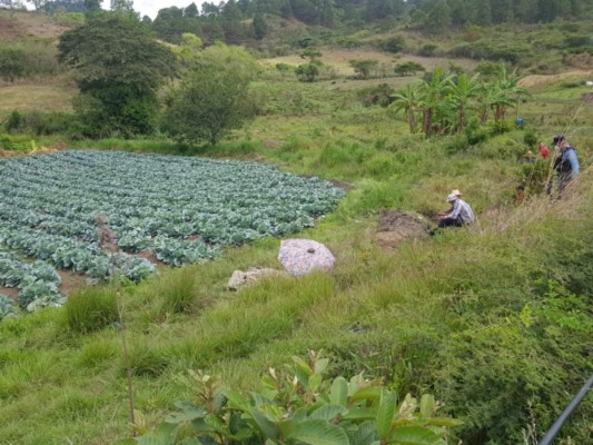 En plantación de hortalizas matan a hombre en San José de Sonaguera