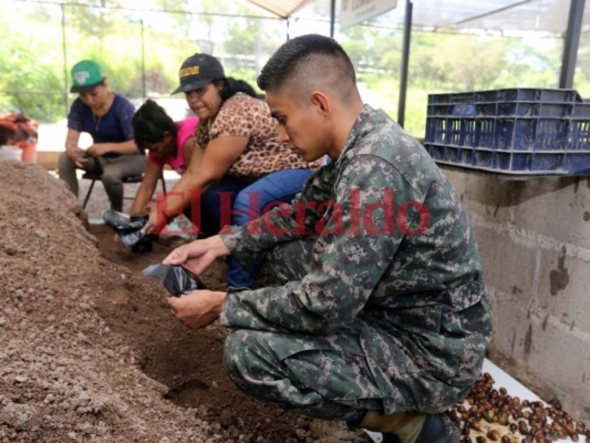 Realizarán masiva reforestación en los bosques de la capital de Honduras