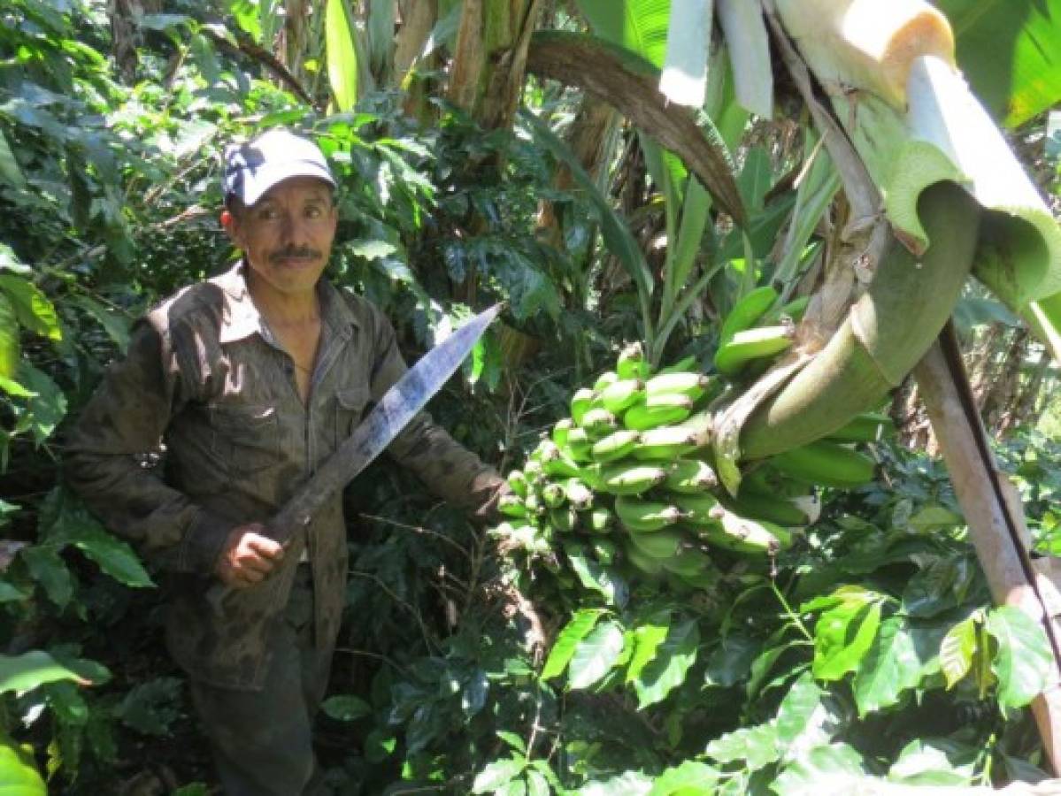Producción de banano sostiene la economía en San Pedro de Tutule