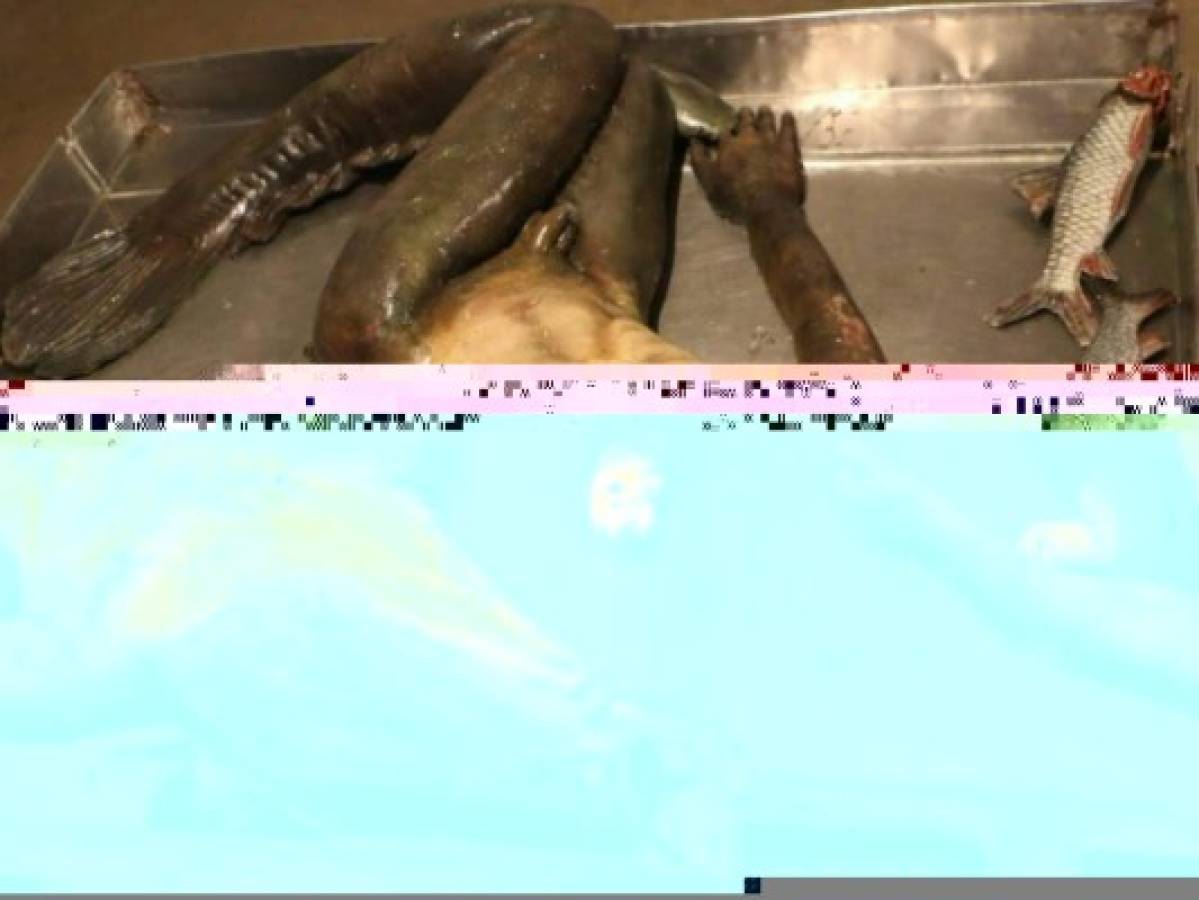 El vídeo muestra una extraña criatura mitad pez, mitad humano. Foto larepublica.pe