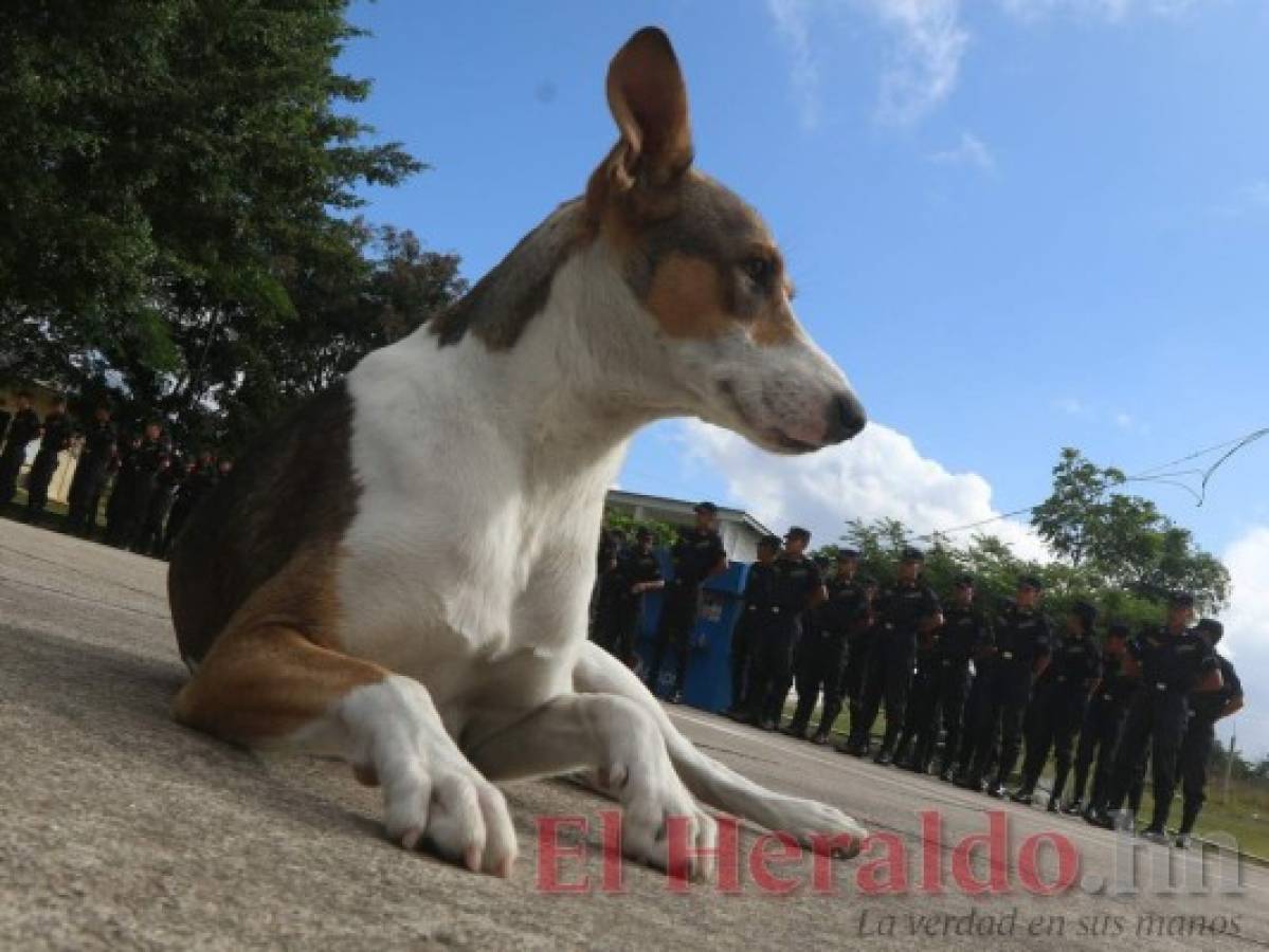 Manchas, la fiel compañera de los estudiantes a agentes penitenciarios