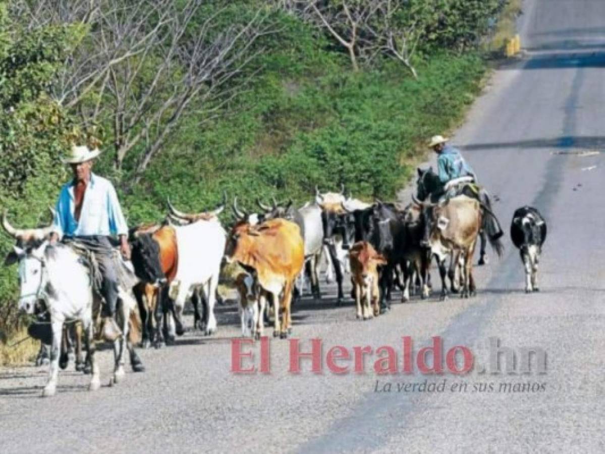 Don Reynaldo, un hombre entregado a la agricultura, quería trabajar hasta el final