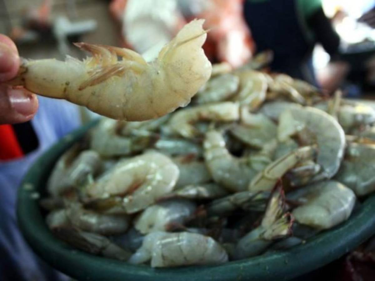 Taiwán importa 37% del camarón hondureño