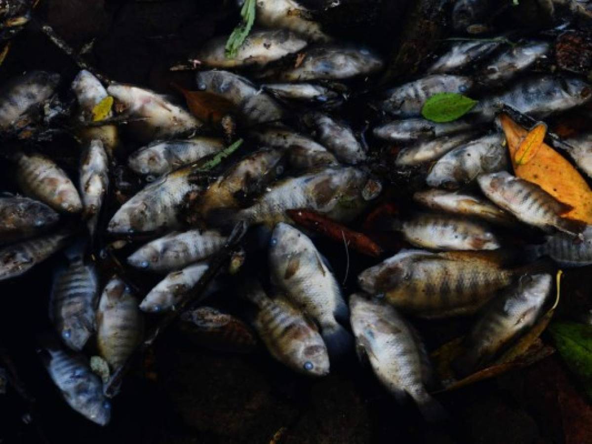 Mortandad de peces en el río Lempa en Honduras enciende alarmas en Centroamérica